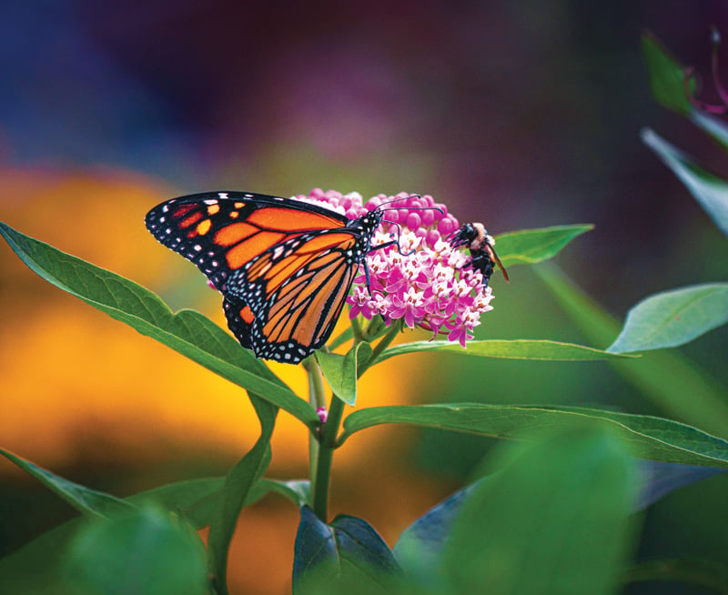 Monarch Butterfly Endangered? – Roger's Gardens