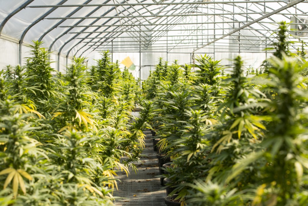 Greenhouse With Cultivated Cannabis Plants In Flowering Stage