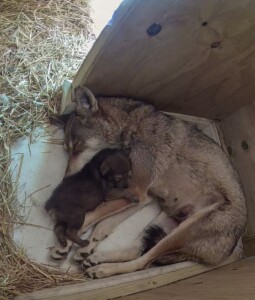 Red Wolf Pup With Mom Brave 2022 E1653679720855 1307x1536