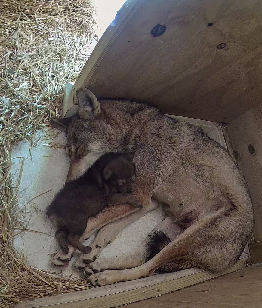 Red Wolf Pup With Mom Brave 2022