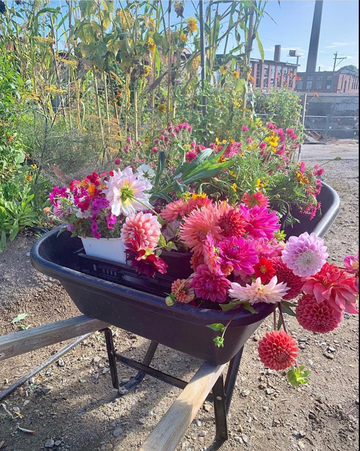 Wander Through 2,500 Dahlias at the What Cheer Flower Festival Rhode