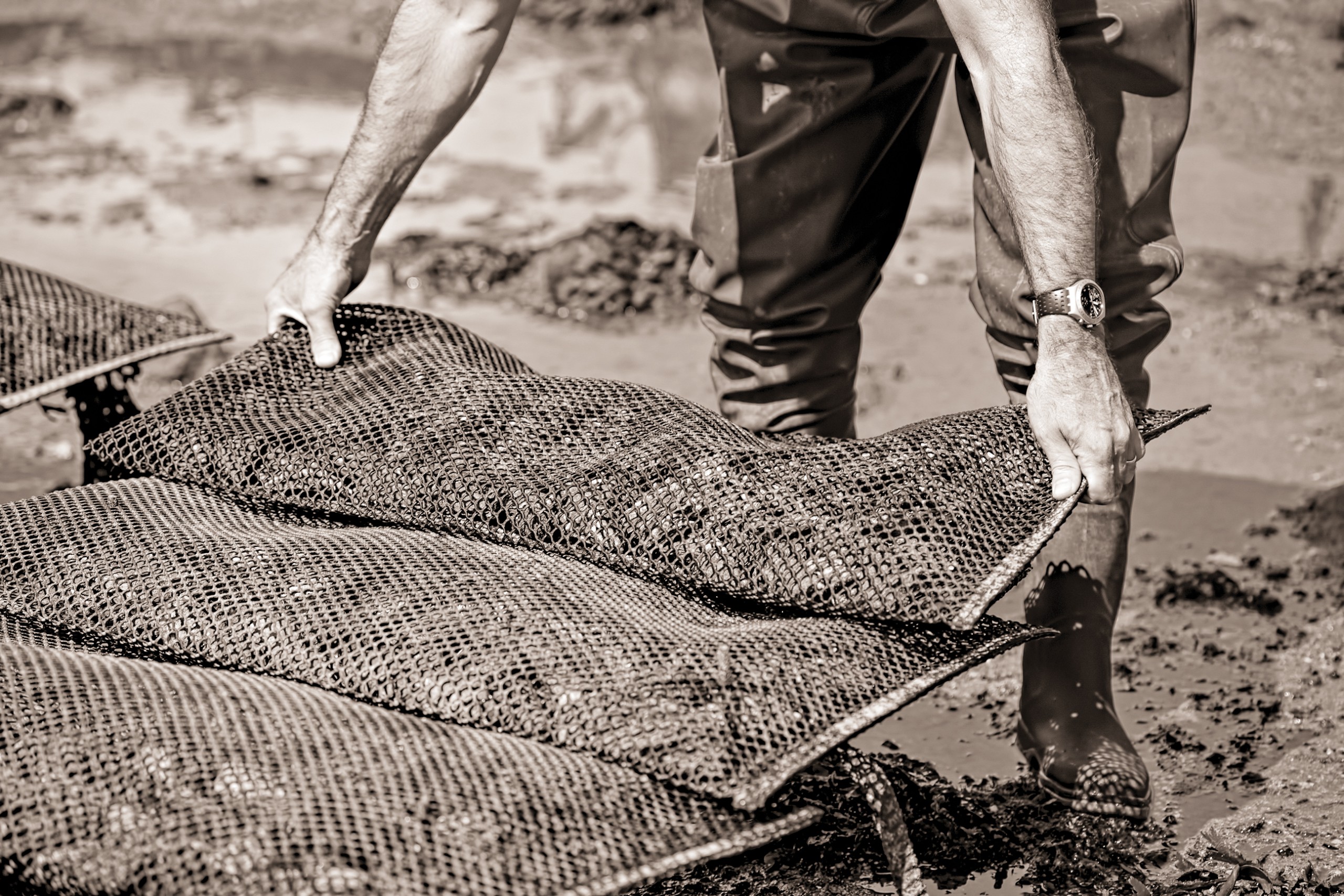 Shellfish Games Matunuck Oyster Farm’s Fight for Segar Cove Rhode