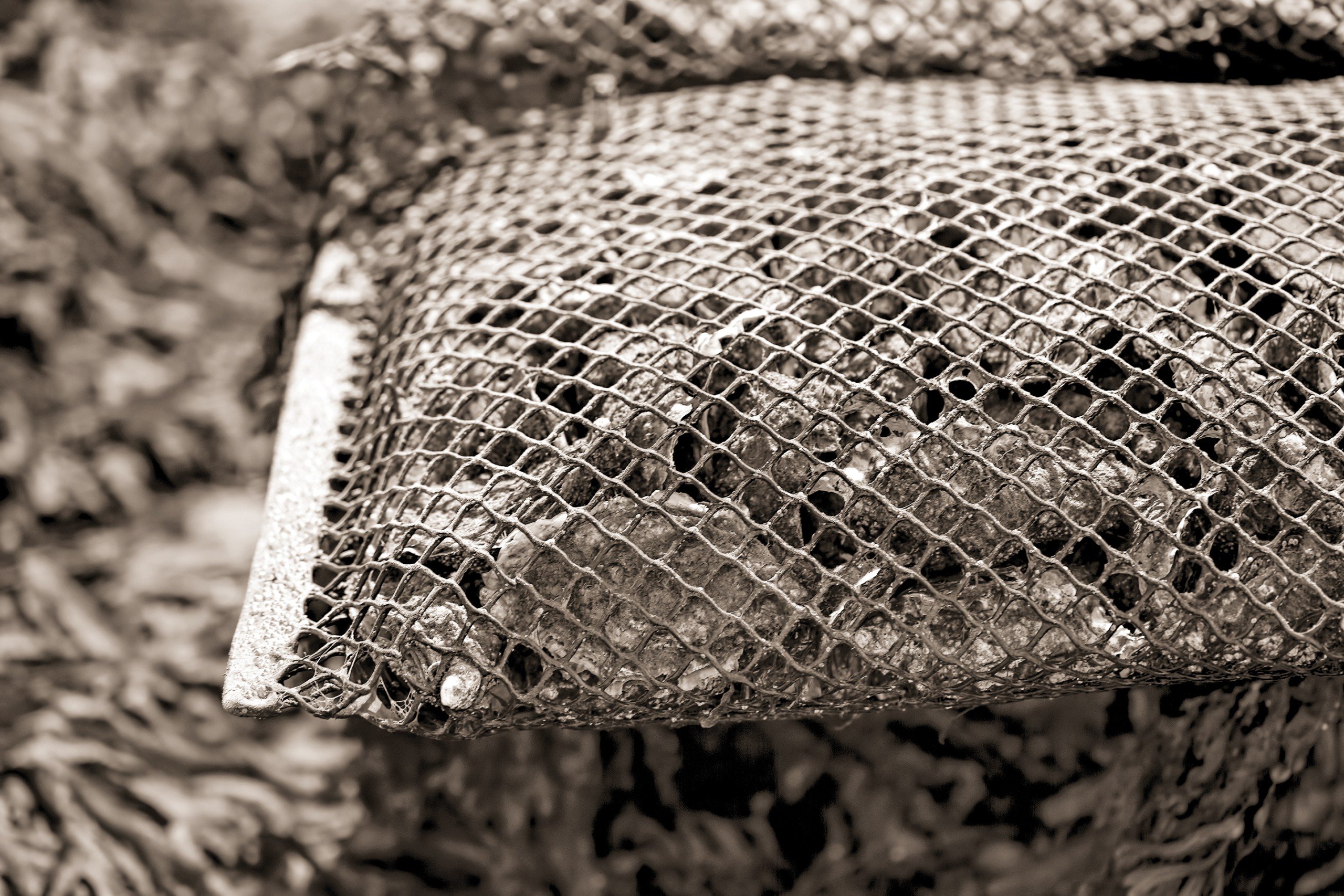 Shellfish Games Matunuck Oyster Farm’s Fight for Segar Cove Rhode