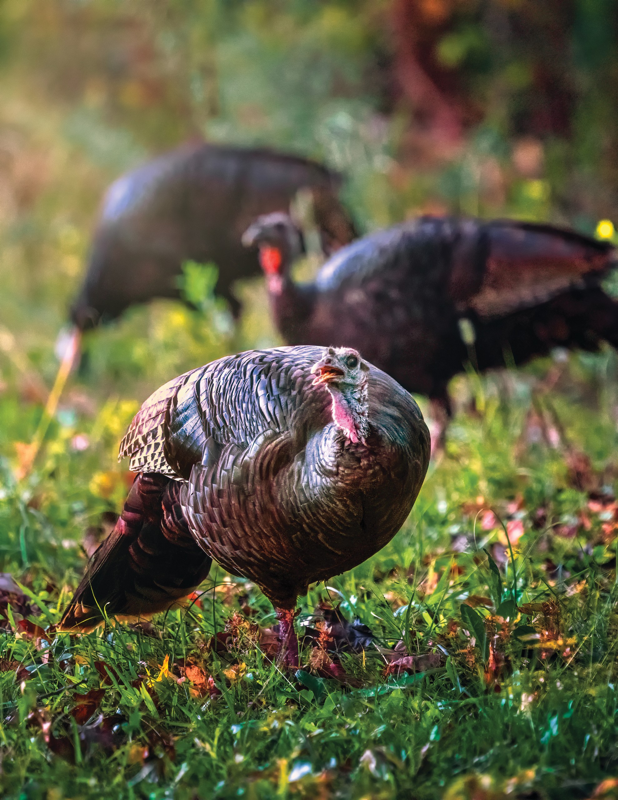 Wild Turkeys in Rhode Island: The Comeback Story