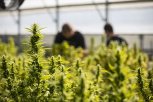 Commercial Growth Of Cannabis On A Farm