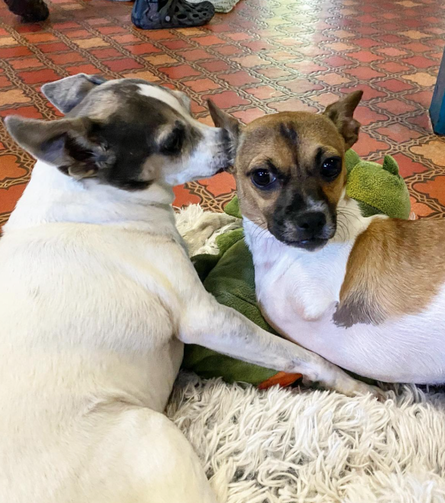 Cheer On Joey from Vintage Pet Rescue in the Puppy Bowl
