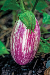 Listada Di Gandia Eggplant