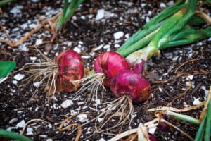 Red Wethersfield Onions Early Harvest