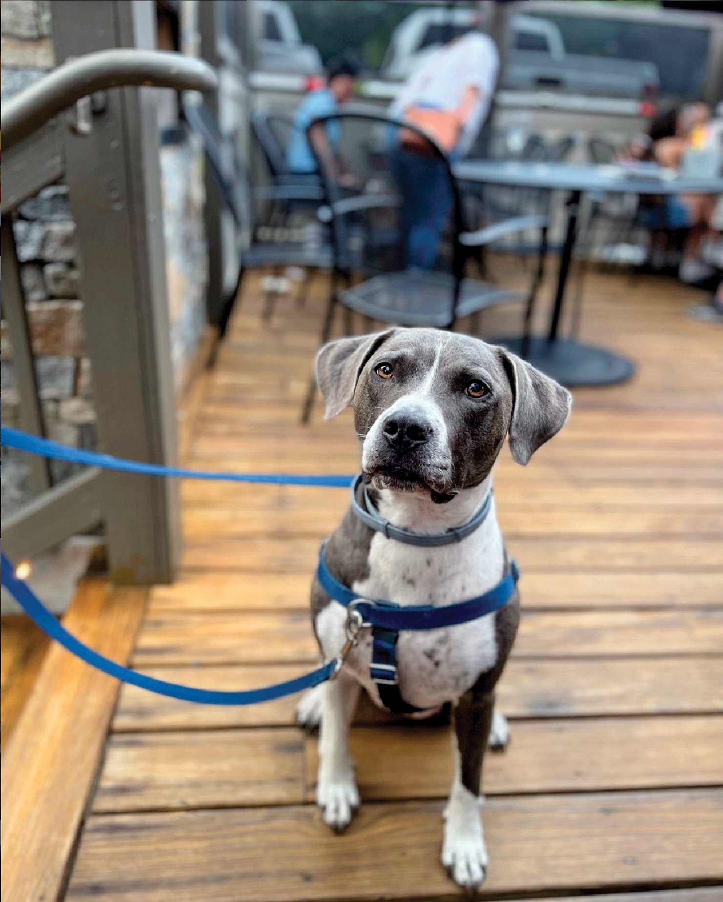 7 Pet-Friendly Patios in Rhode Island - Rhode Island Monthly