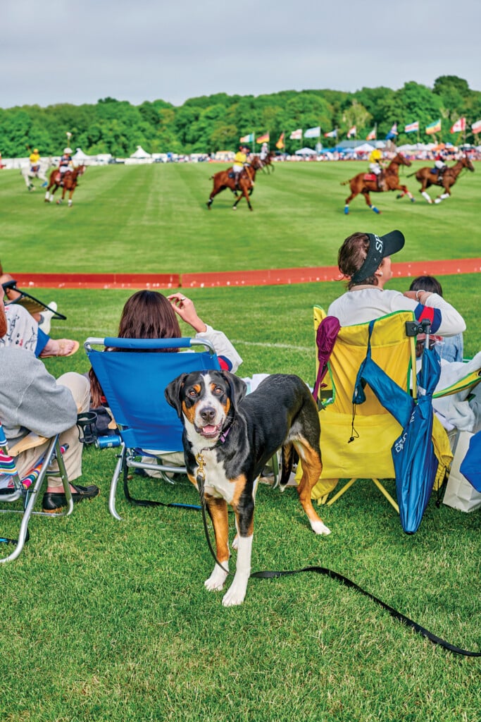 pet-friendly-activities-in-rhode-island-rhode-island-monthly