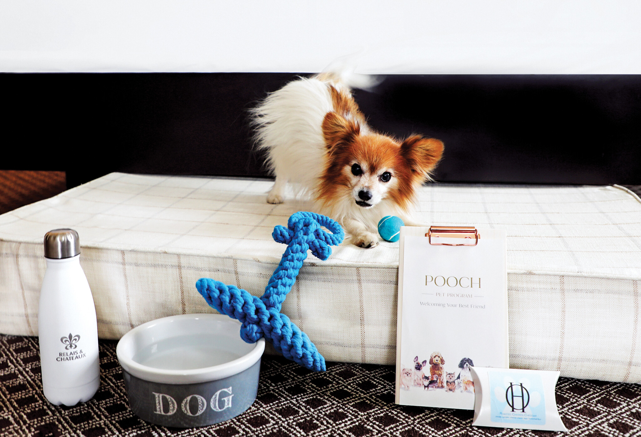 PetFriendly Hotels in Rhode Island Rhode Island Monthly