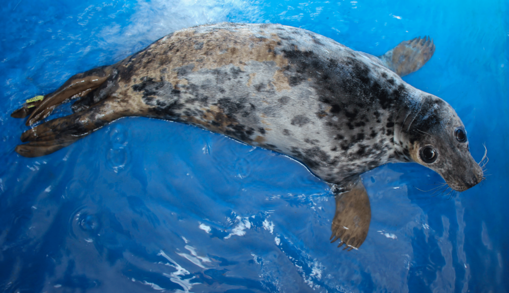 Mystic Aquarium Releases Rehabilitated Seal at Charlestown Beach