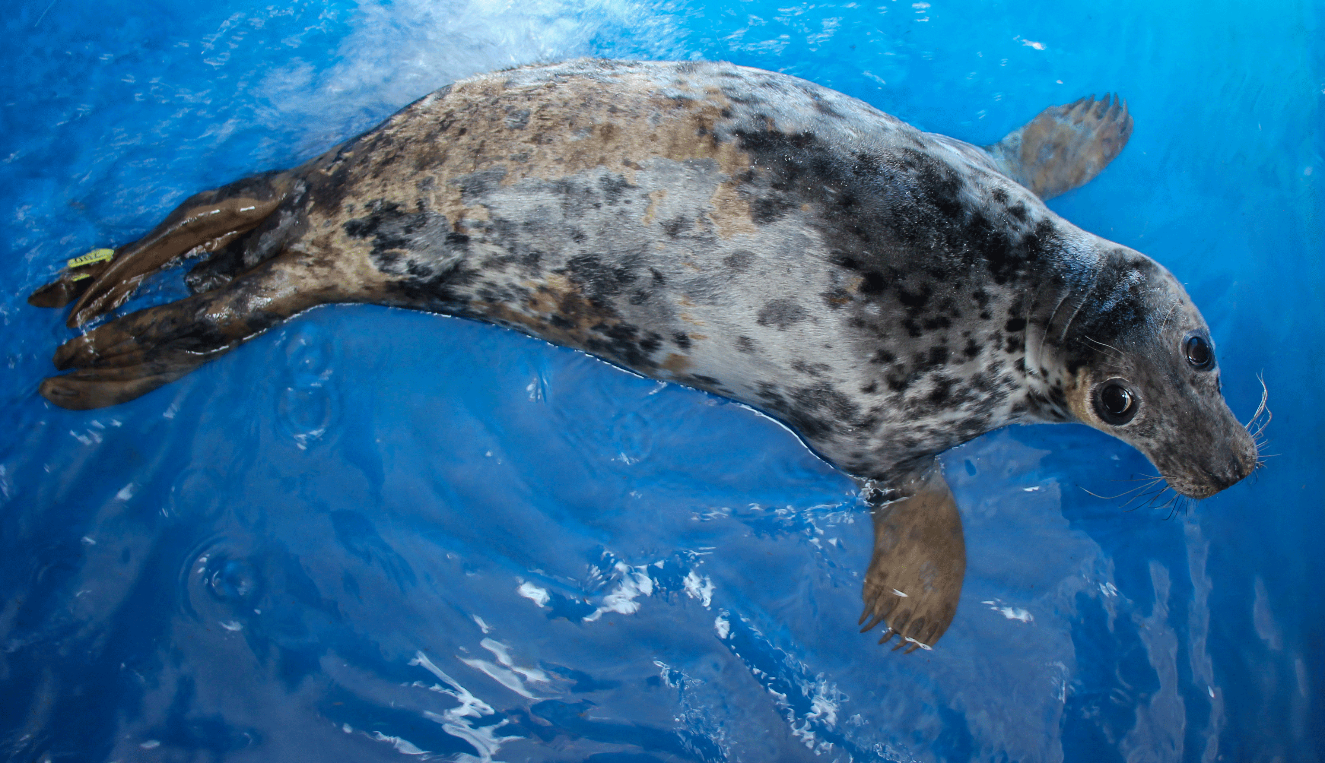 Celebrate the Return of the Sea Lions