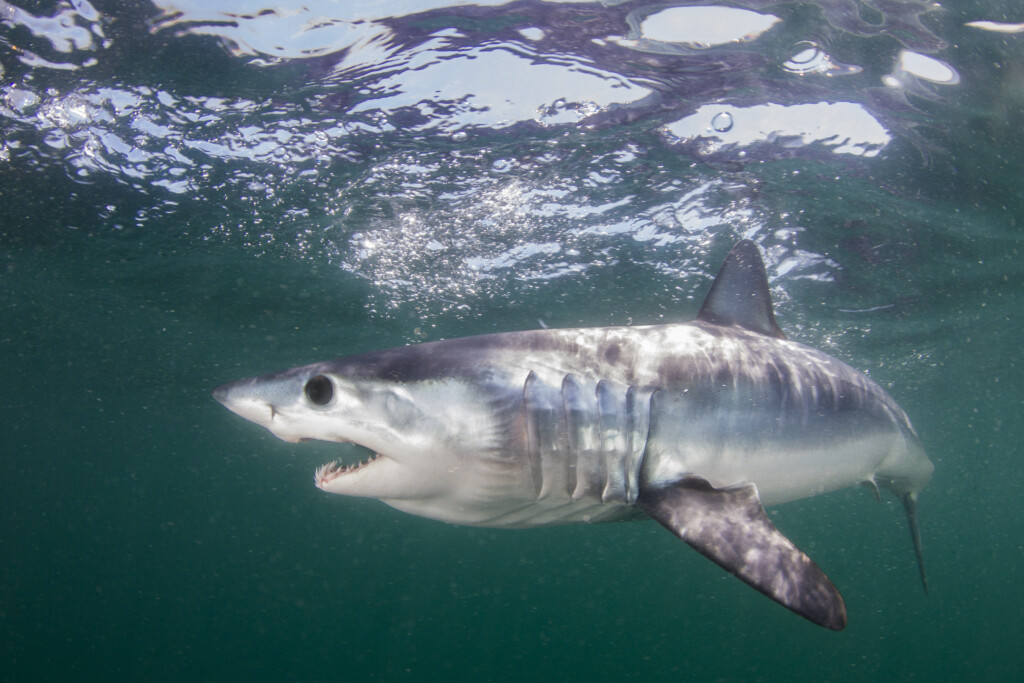Juvenile Mako Shark