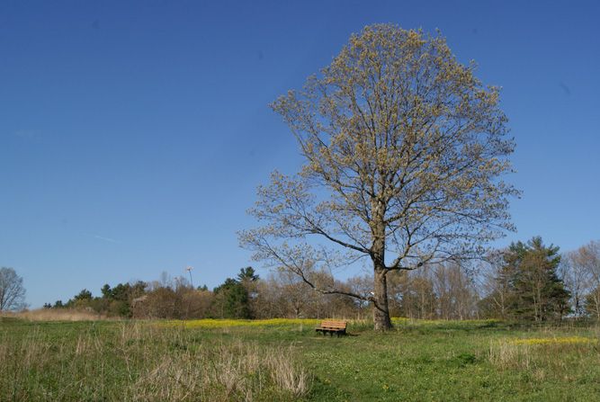 Steere Hill