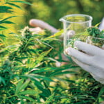 Researcher Taking A Few Cannabis Buds For Scientific Experiment