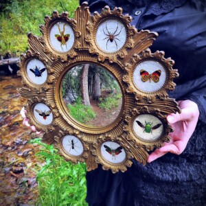 Preserved Insect Mirror By Atomic Folk Art