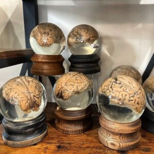Animal Brains Preserved In Glass Balls By Mz Jones Curio Inc