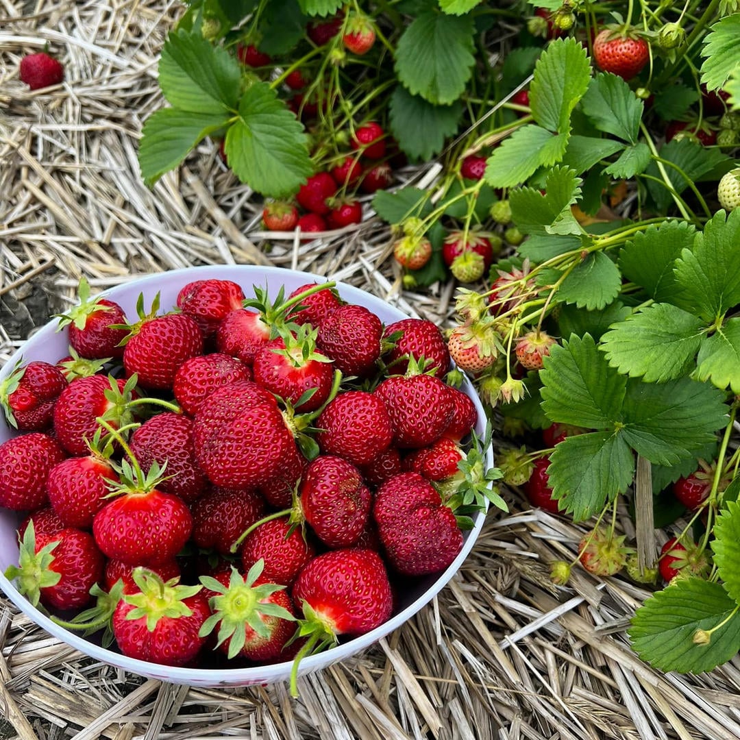 Fresh strawberries near me