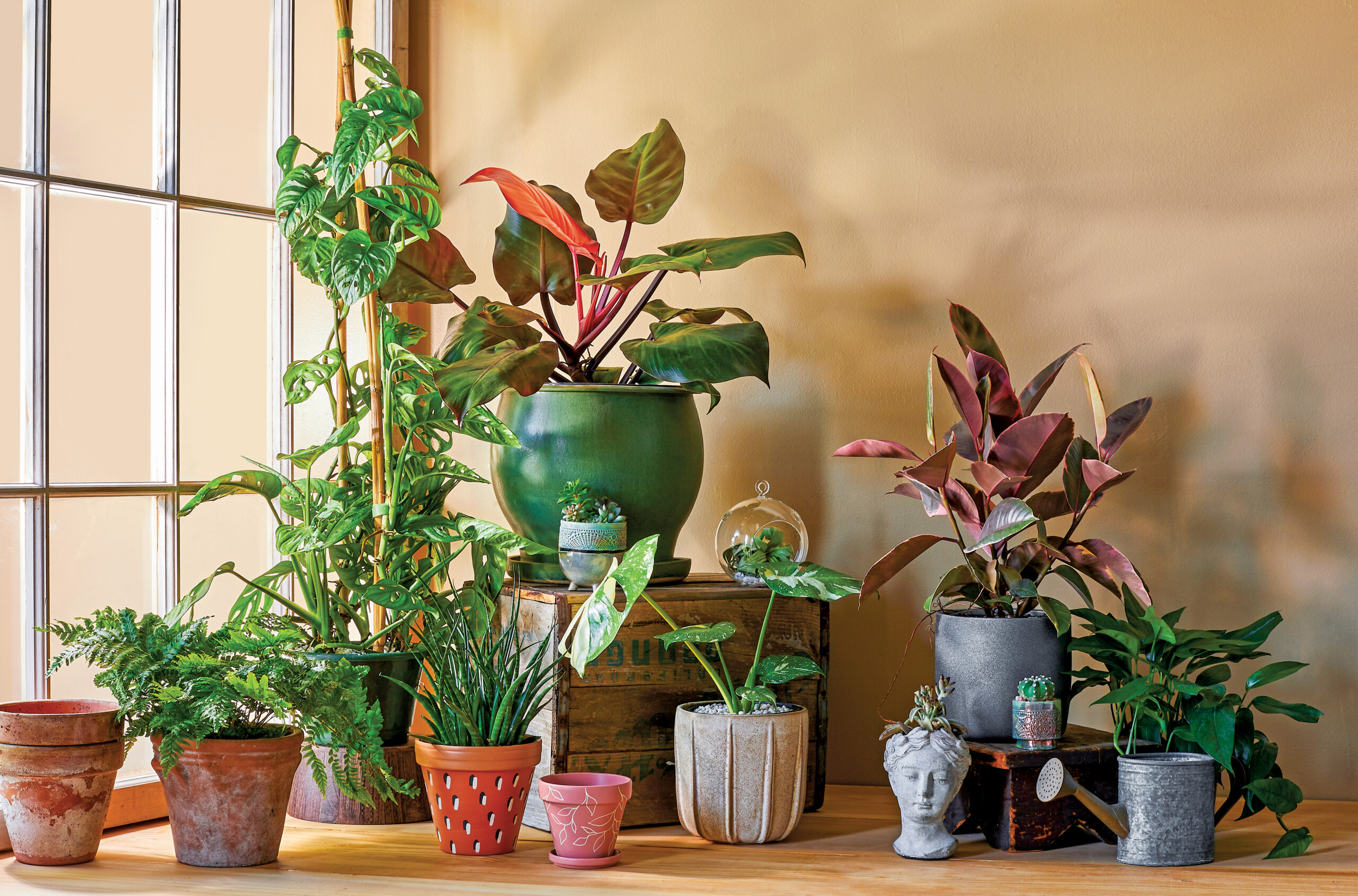 house plant looks like corn stalk Elegant Cornstalk Dracaena Plant – LatinFlores.com main image 0