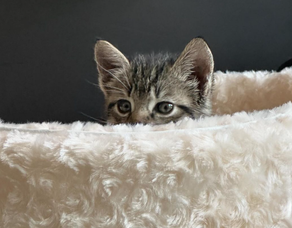 A gray kitten peeks out from a fuzzy white cat bed.