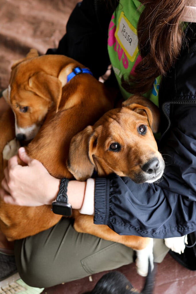Two dogs, one sleeping and one looking up at the camera, sit on a woman's lap.