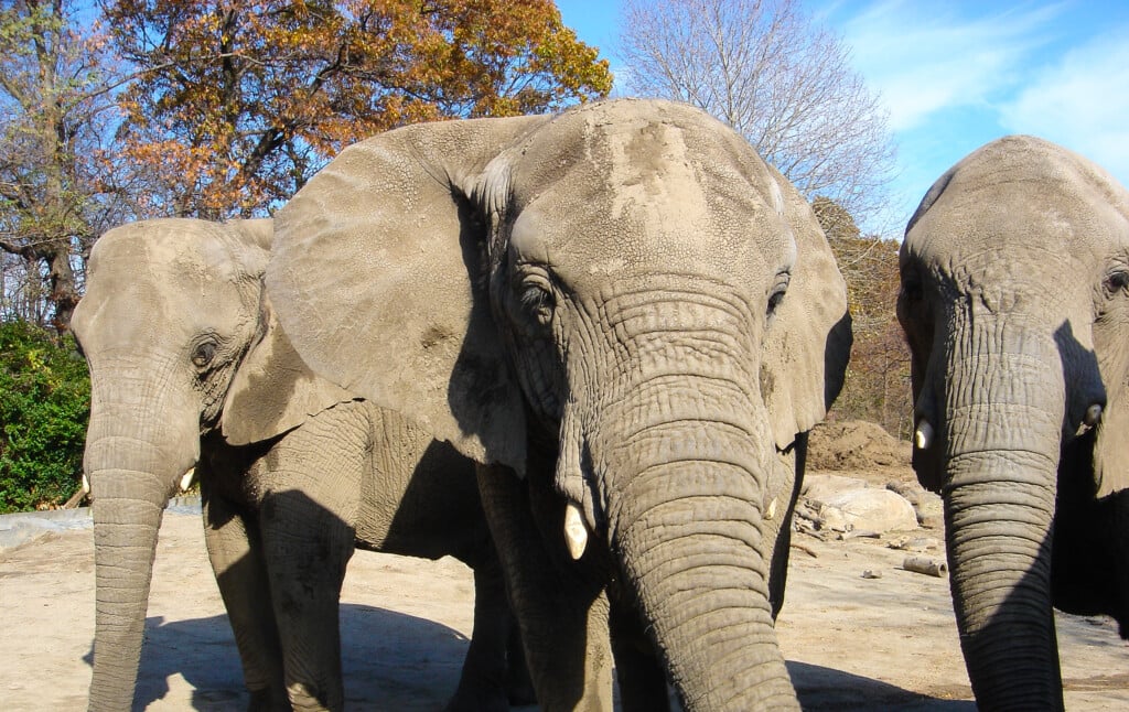 Elephants Alice Kate And Ginny