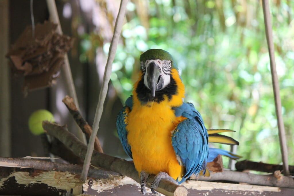 Southwicks Parrot