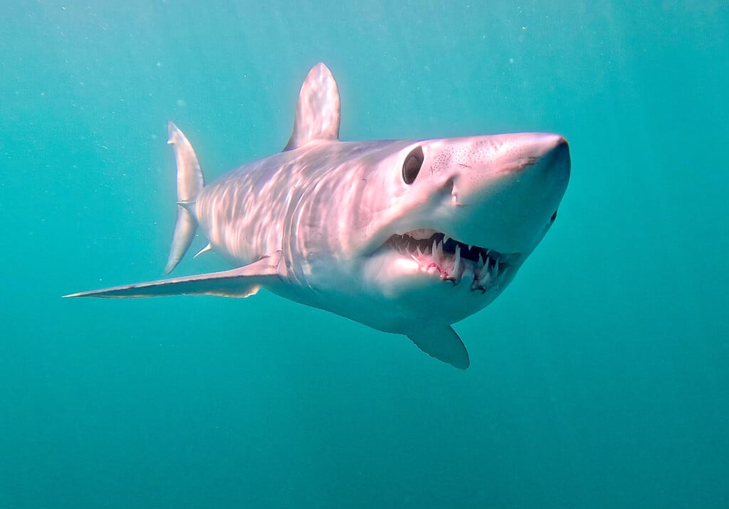 A mako shark swims toward the camera in an underwater shot.