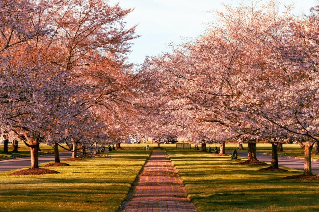 Richmond,,virginia, ,cherry,blossom,trees,on,windsor,way,in