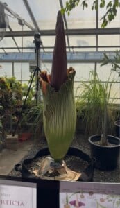 Uri Corpse Flower Credit Dlaverty