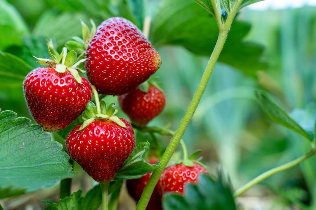 Red Strawberries On A Bush Close Up