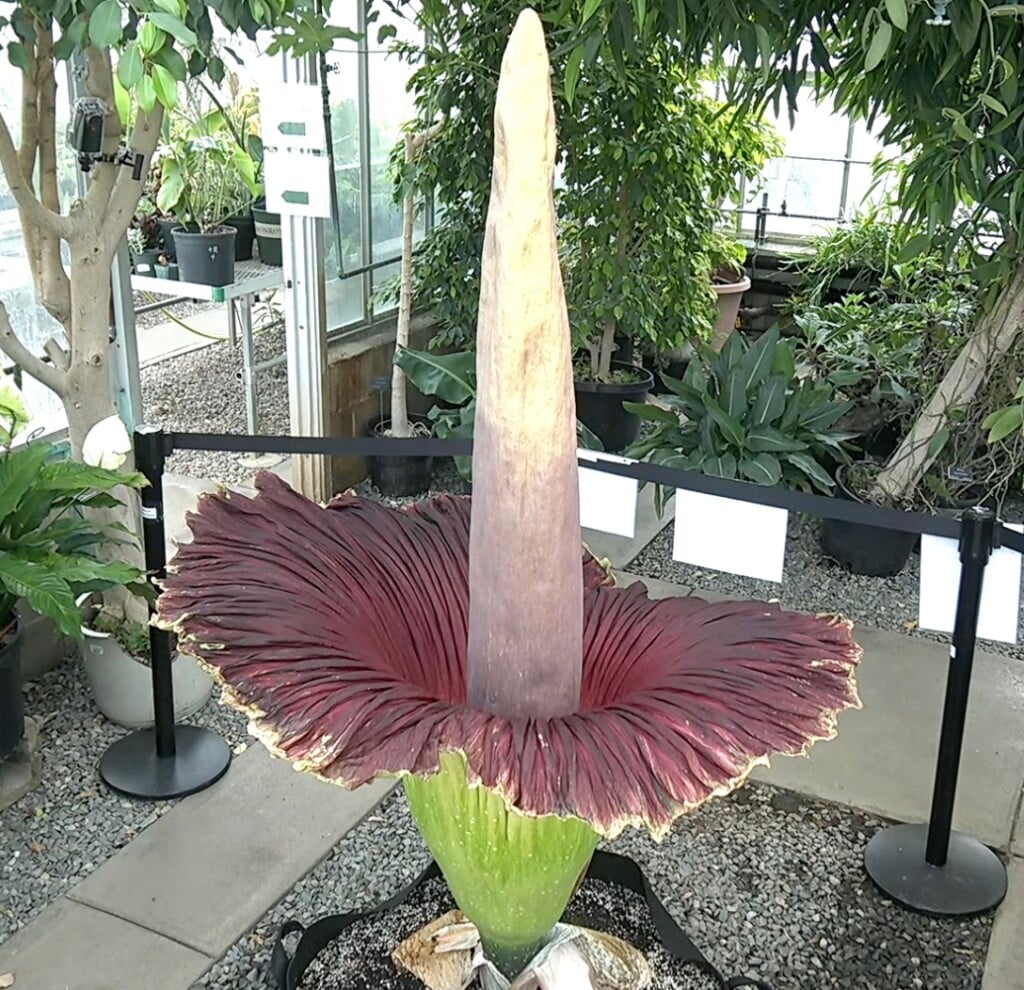 Uri Corpse Flower Credit Uri