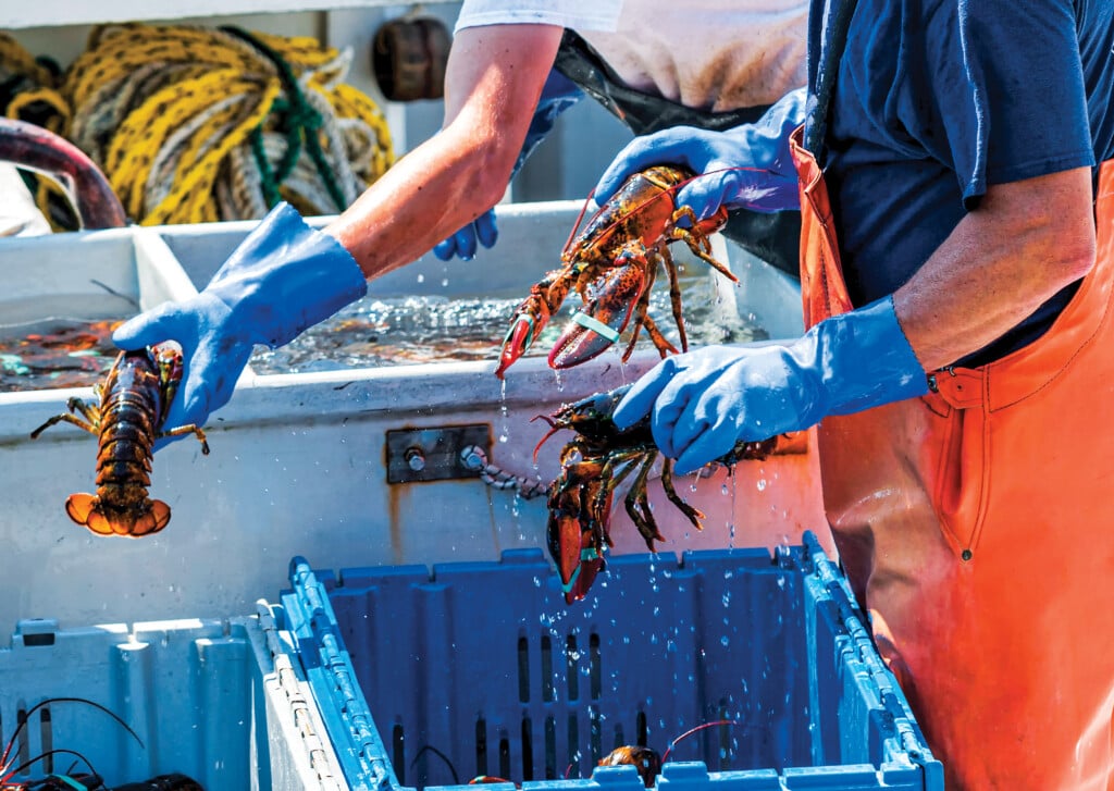 Live Maine Lobsters Being Sorted On A Fishing Boat