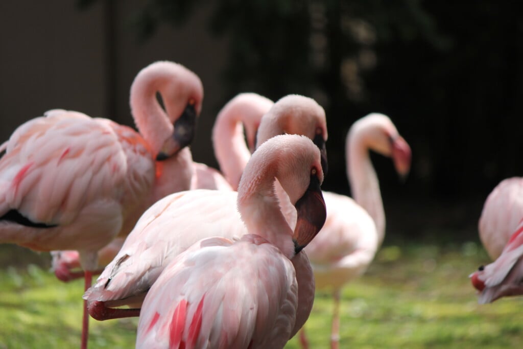 Southwicks Flamingoes