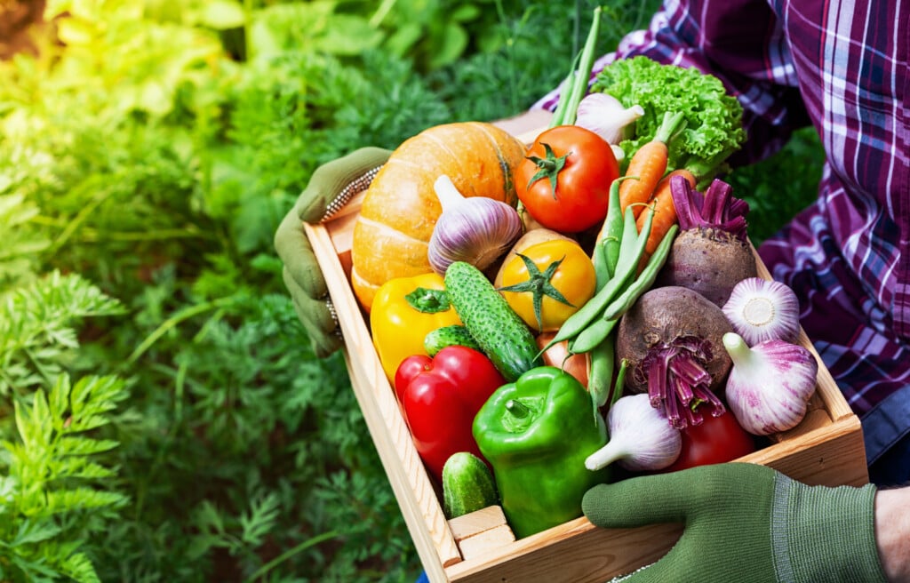 Farmer Holds In Hands Wooden Box With Autumn Crop Of Organic Vegetables Against Backyard Background.