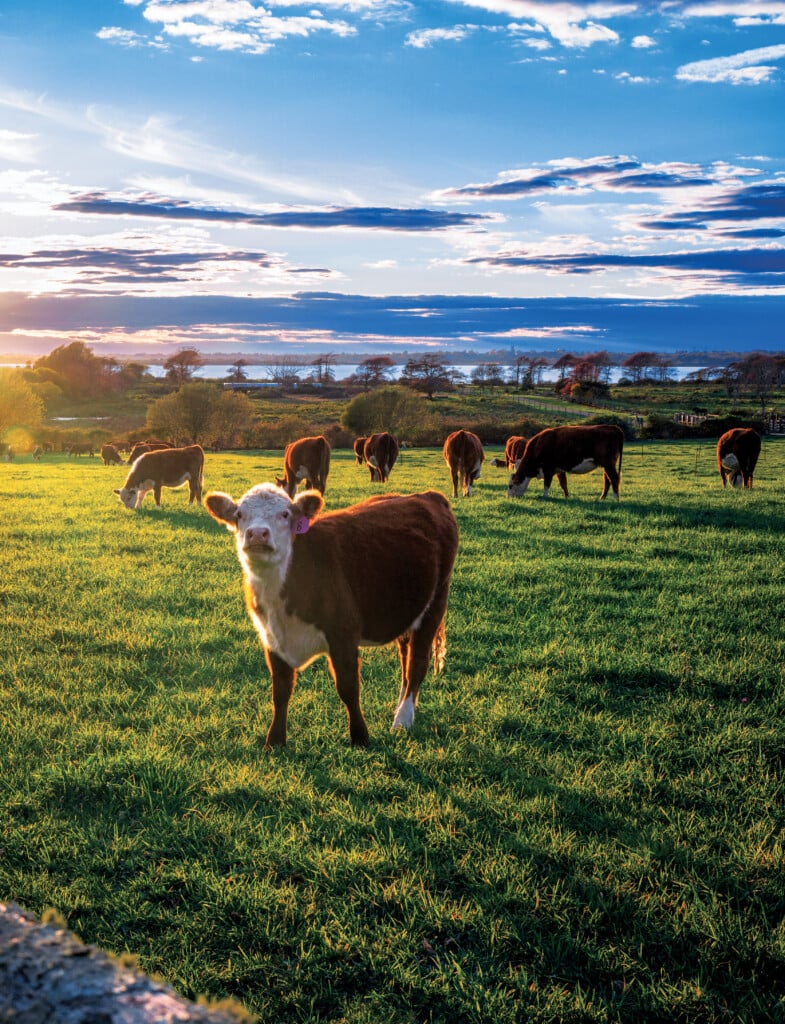 Ambassador Middendorf’s Farm