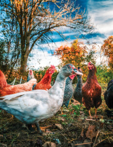 Quacky Named By Visiting Kids Roots Farm
