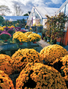 Peckham’s Greenhouse, 200 W. Main Rd.