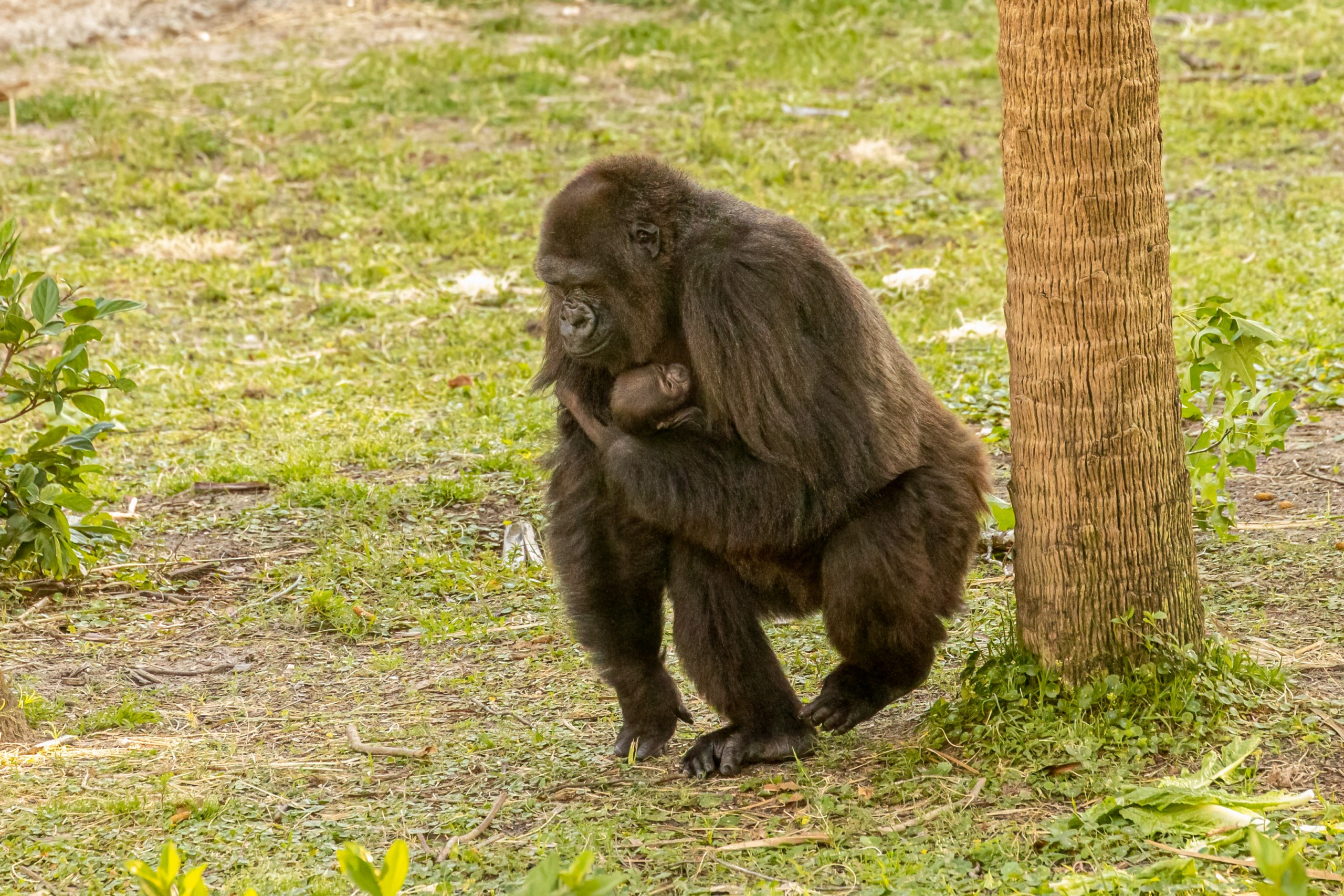 Jacksonville Zoo and Gardens critically endangered gorilla