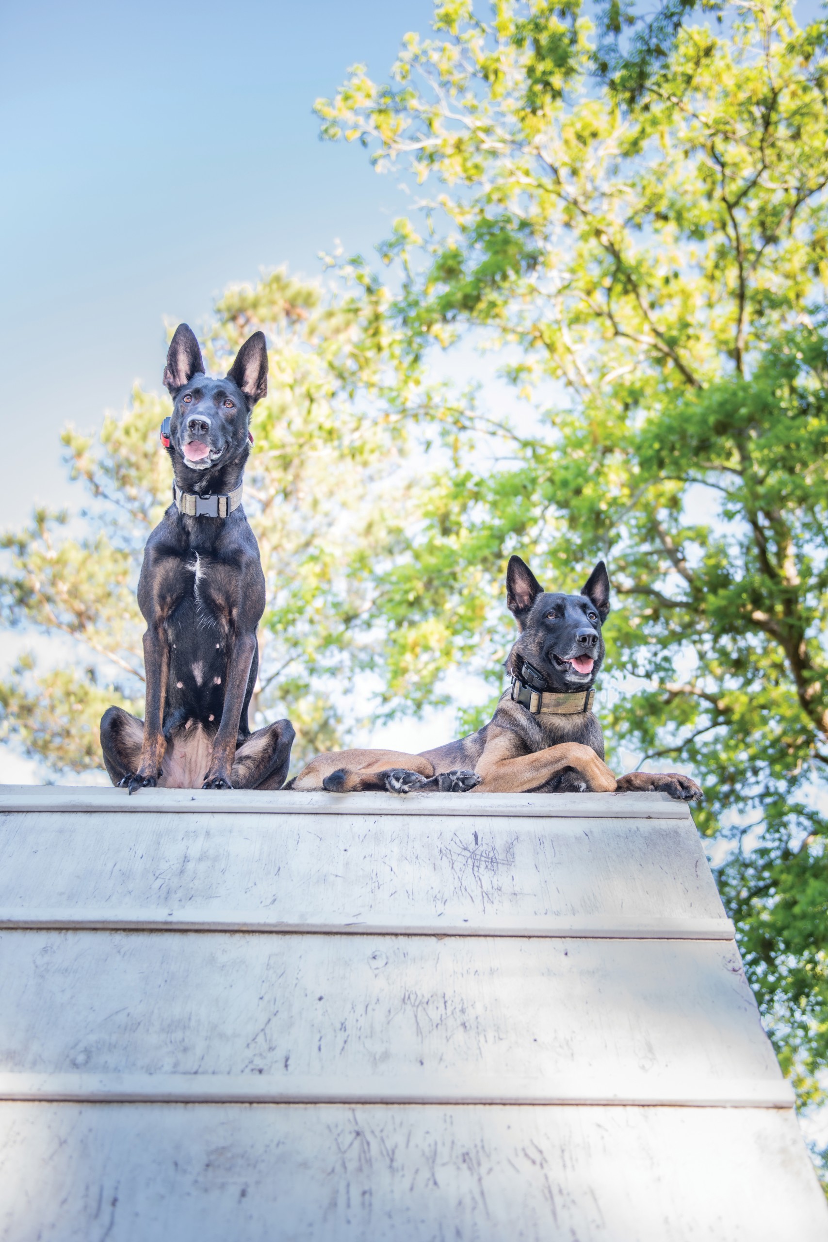 Legendary K9s Are Made, Not Born | South Magazine