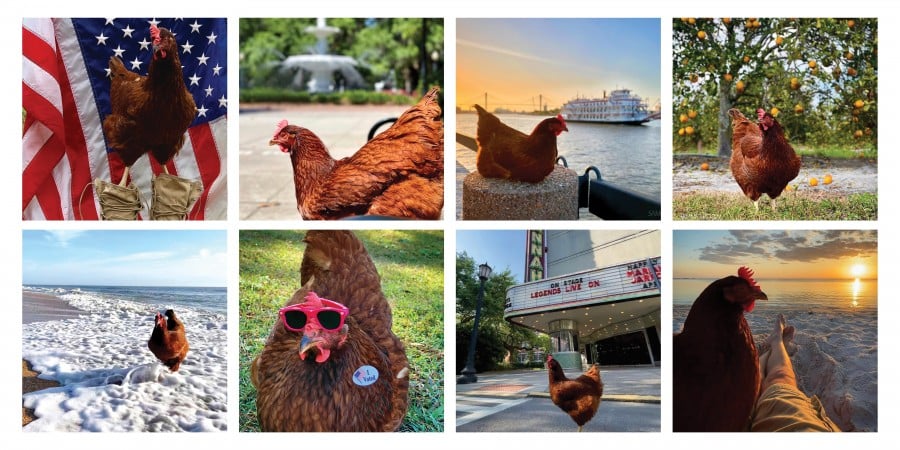 Sammi Chicken Grid Ig Layout Copy
