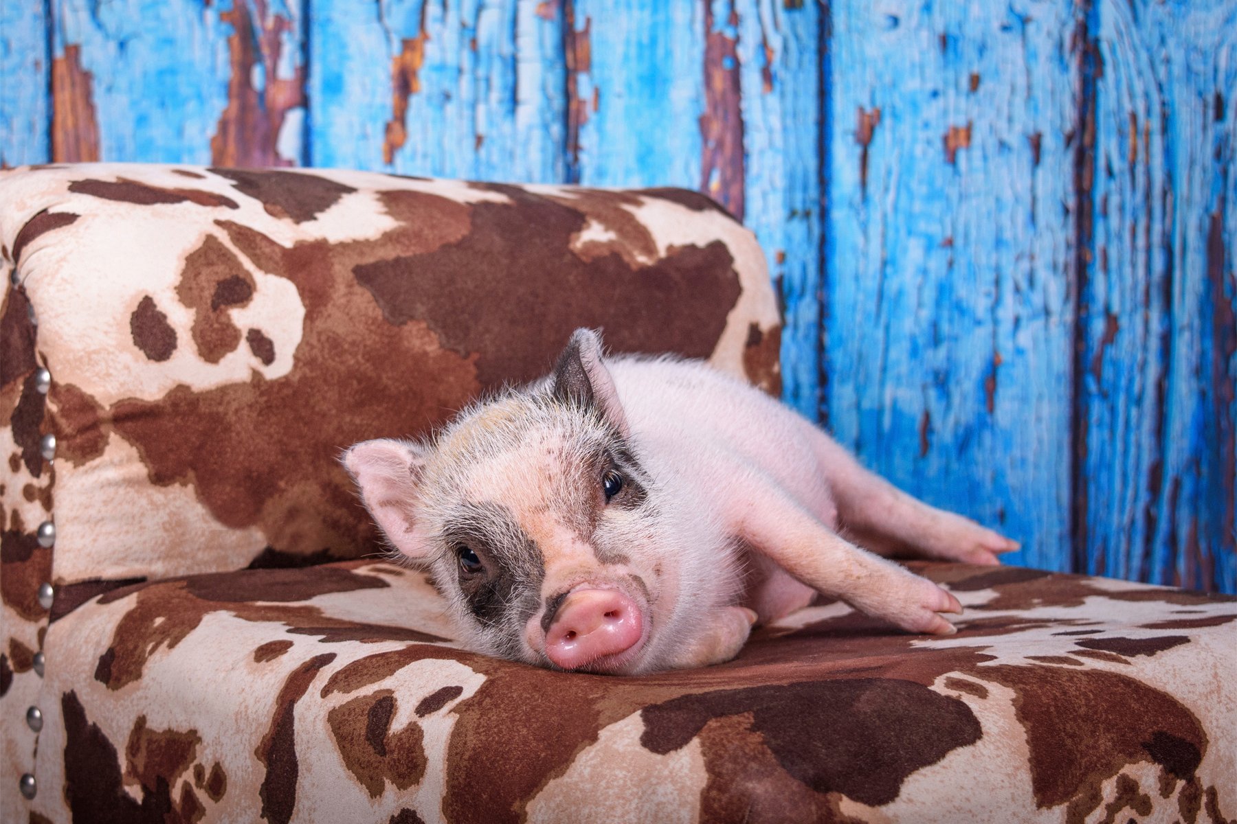 Photos for a Cause South Magazine