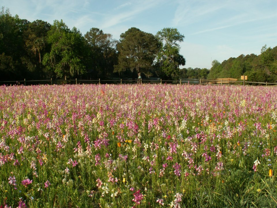 Seapinesforestpreserve