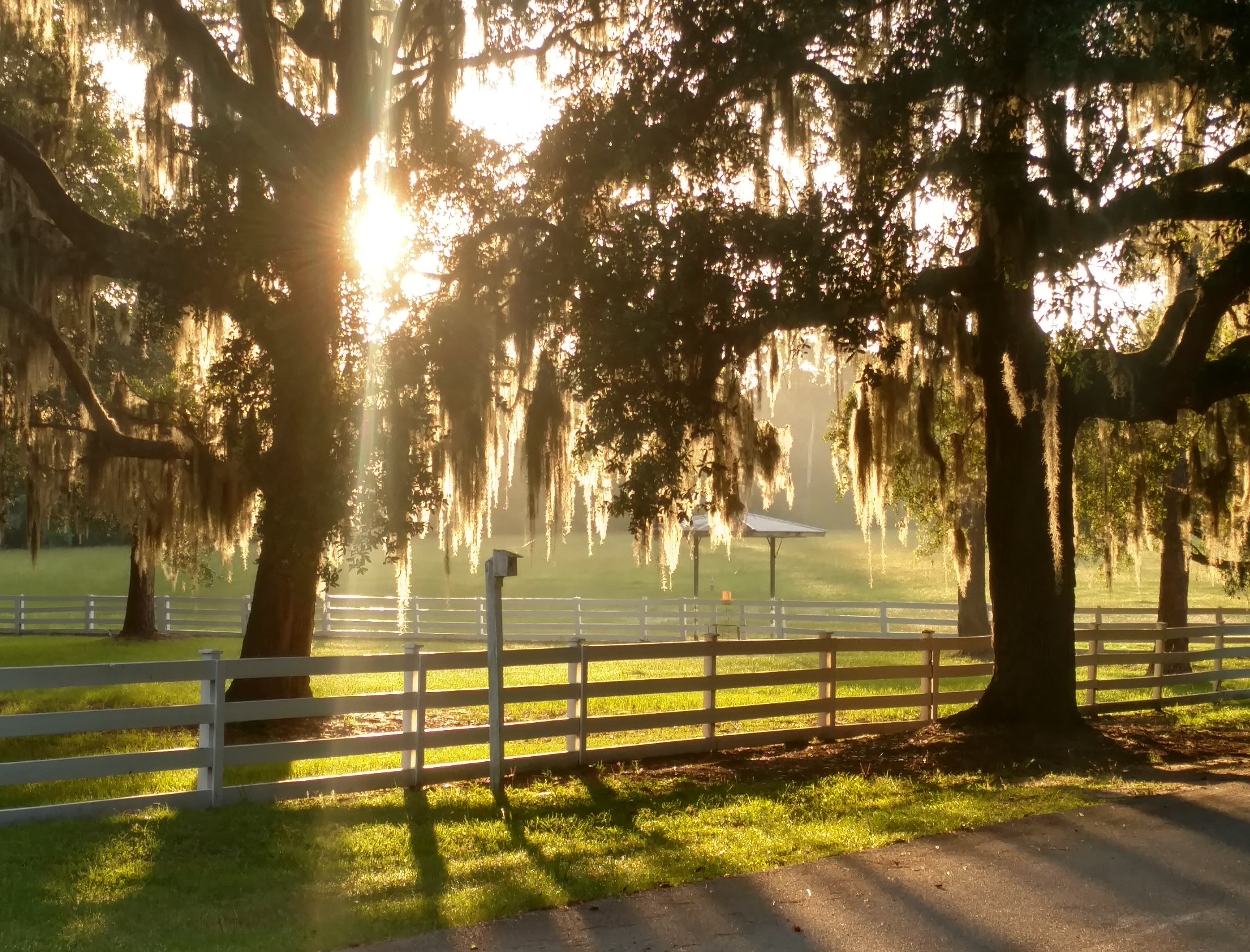 10 photos that show Beaufort is a Spanish moss lover's paradise