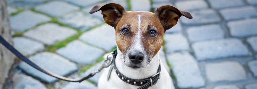 Hotel Indigo Savannah Pet Package