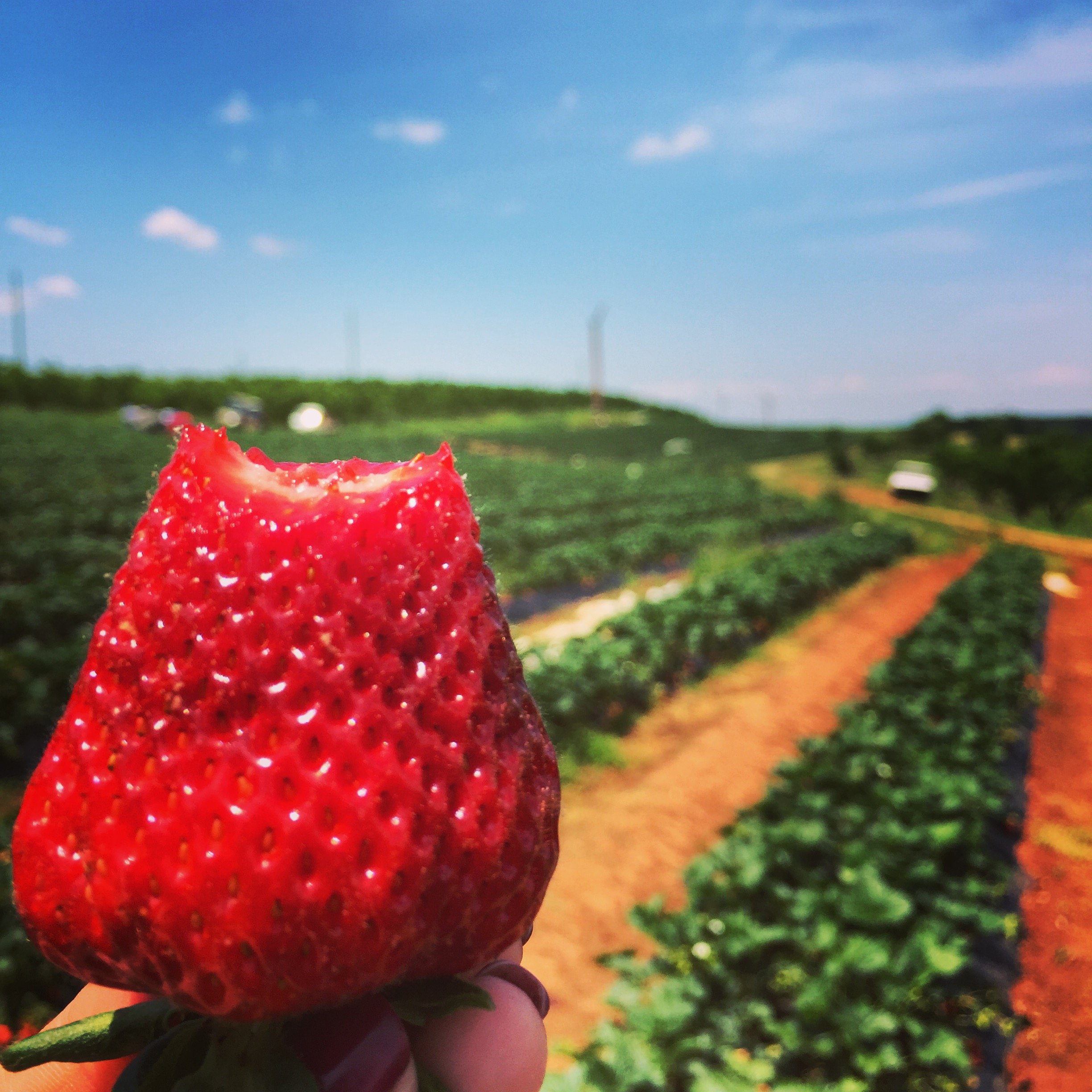 Strawberry Fields of Georgia | South Magazine