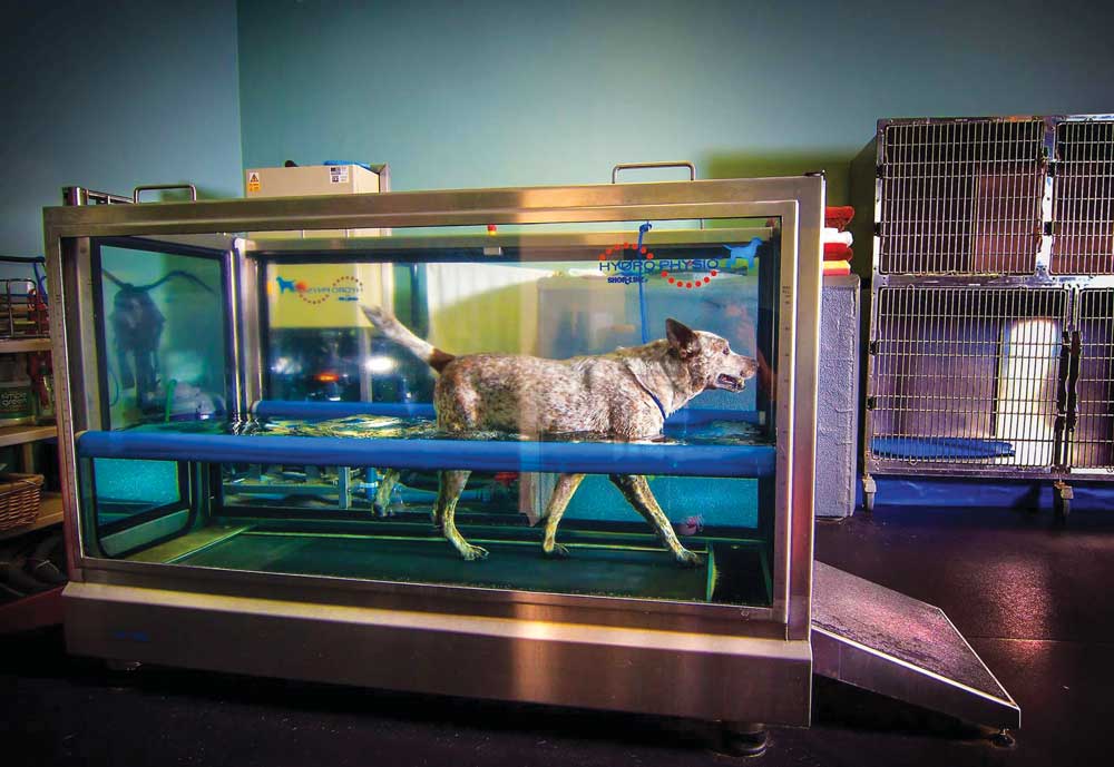 Fetchcaninerehab