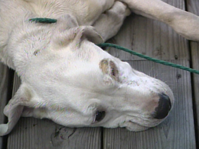 Giving Hope To "dutchess"