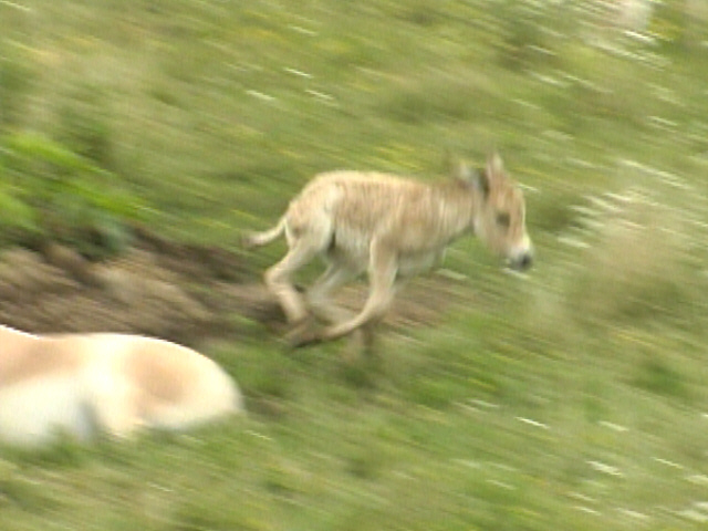Rare Animal Born At Wilds